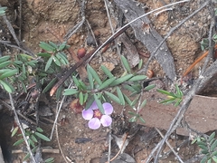 Euryomyrtus ramosissima ramosissima
