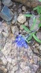 Caryopteris mongholica