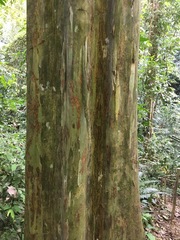 Calycophyllum