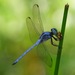 Slender Blue Skimmer - Photo (c) marcelfinlay, some rights reserved (CC BY-NC), uploaded by marcelfinlay
