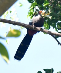 Phaenicophaeus sumatranus