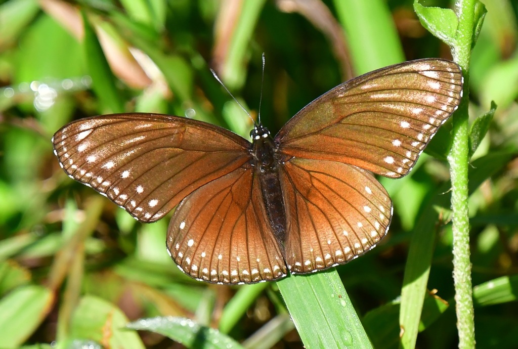 Malayan Eggfly