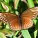 Malayan Eggfly - Photo (c) marcelfinlay, some rights reserved (CC BY-NC), uploaded by marcelfinlay