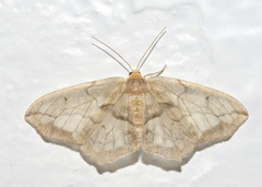Hydatoscia ategua