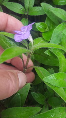 Ruellia squarrosa