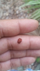 Hemisphaerota palmarum