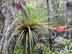 Tillandsia inopinata