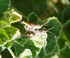 Phaulacridium vittatum