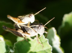 Phaulacridium vittatum