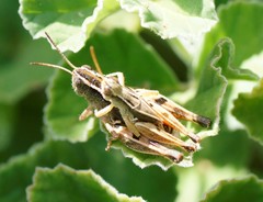 Phaulacridium vittatum