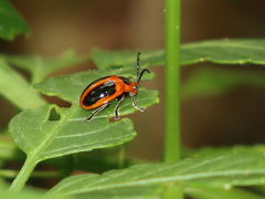 Oides dorsosignata