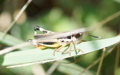 Macrotona securiformis