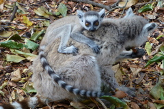 Ring-Tailed Lemur photo 3
