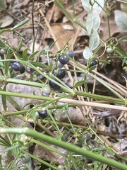 Galium bolanderi