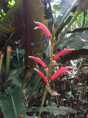 Heliconia metallica