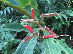 Heliconia metallica
