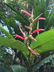 Heliconia metallica