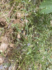 Galium bolanderi