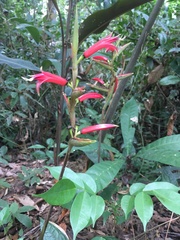 Heliconia metallica