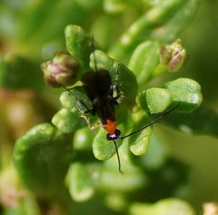 Callibracon capitator