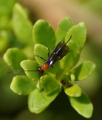 Callibracon capitator