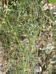 Galium bolanderi