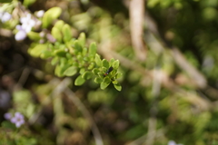 Callibracon capitator