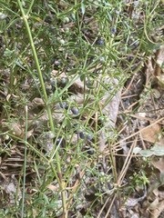 Galium bolanderi
