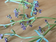 Galium bolanderi