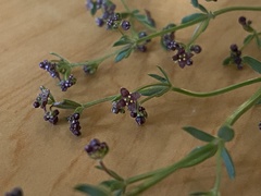 Galium bolanderi