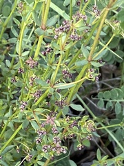 Galium bolanderi