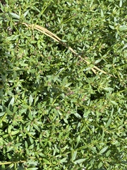 Galium bolanderi
