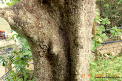 Sterculia guttata