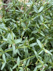 Galium bolanderi