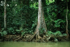 Pterocarpus officinalis