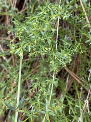 Galium bolanderi