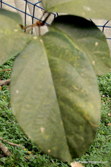 Sterculia guttata
