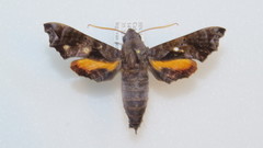 Nyceryx eximia