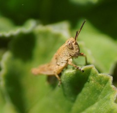 Phaulacridium vittatum