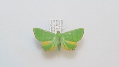 Eulepidotis viridissima