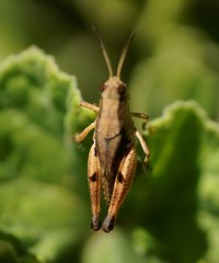 Phaulacridium vittatum