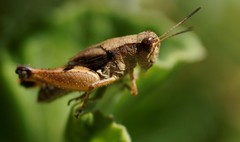 Phaulacridium vittatum