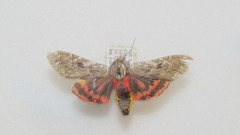 Arachnis aulaea