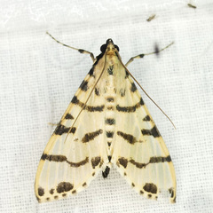 Azochis