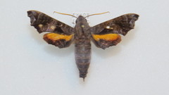 Nyceryx eximia