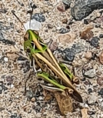 Austroicetes