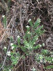 Pimelea pseudolyallii