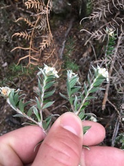 Pimelea pseudolyallii
