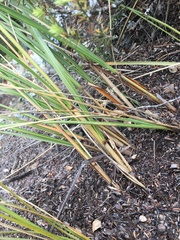 Chionochloa rigida rigida