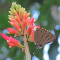 Hemiolaus caeculus